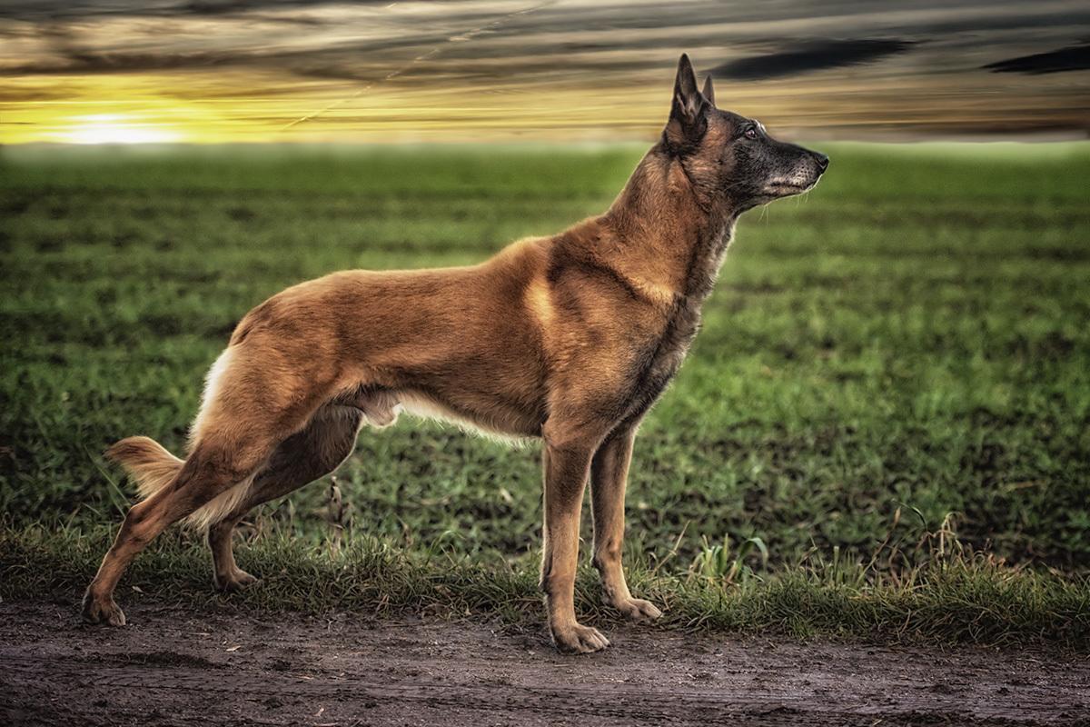 Malinoiszucht *Royal de Malines - News
